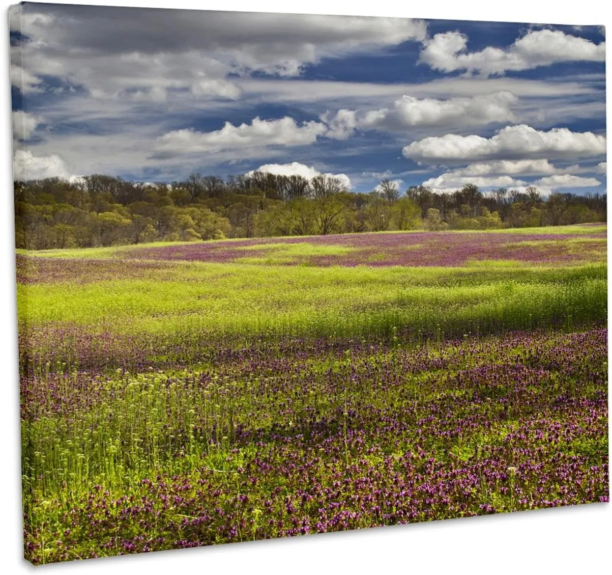 3dRose, Large field of Henbit flowers in full bloom, Kentucky - US18 AJE0483 - Adam Jones, Museum Grade Canvas Wrap 10x8