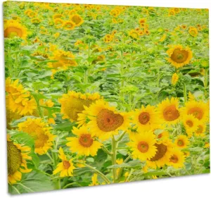 3dRose, Large field of sunflowers, Washington State, USA, Museum Grade Canvas Wrap 10x8