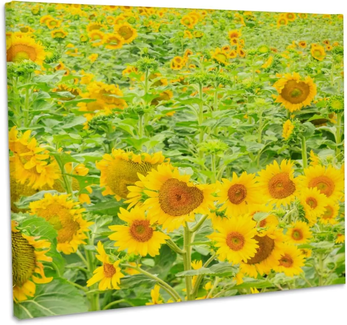 3dRose, Large field of sunflowers, Washington State, USA, Museum Grade Canvas Wrap 10x8